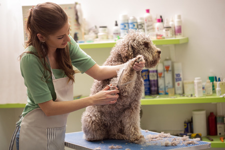 Grooming For Dogs:Keeping Your Dog Well Groomed
