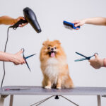 Professional cares for a dog in a specialized salon. Groomers holding tools at the hands. White background