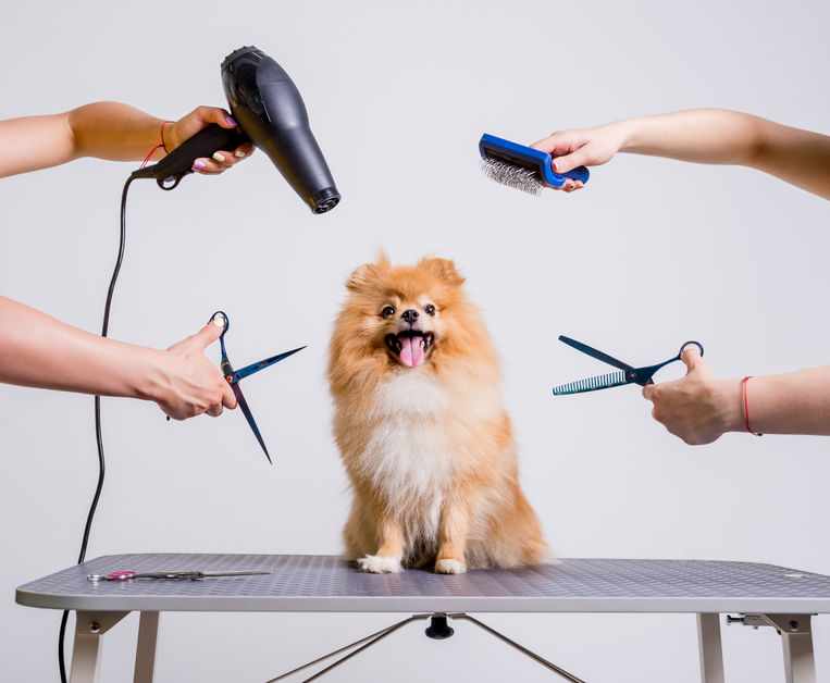 Professional cares for a dog in a specialized salon. Groomers holding tools at the hands. White background