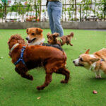 Happy dogs Welsh Corgi Pembroke with friends play and do exercise together in the pet park with artificial grass.