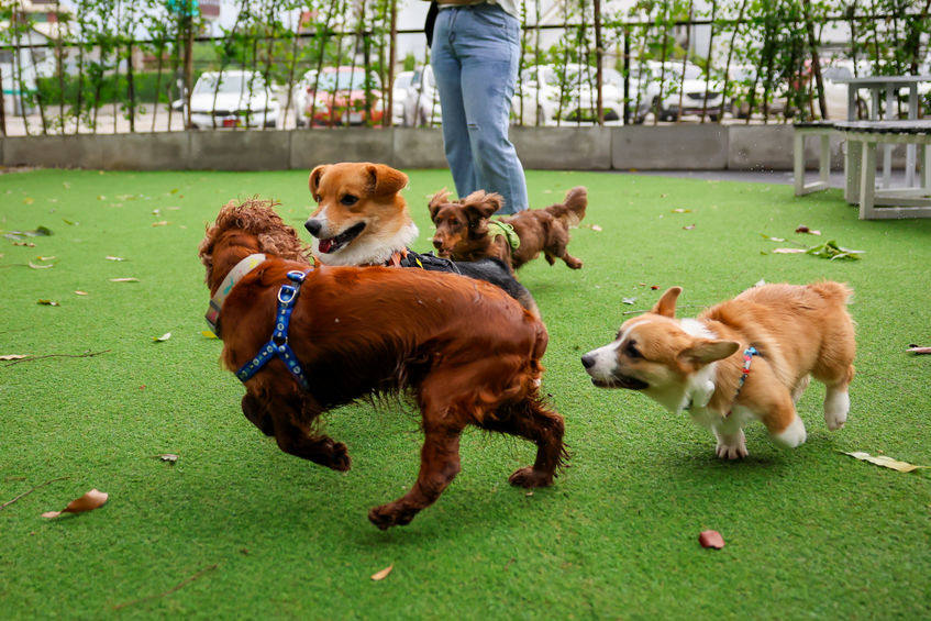 Happy dogs Welsh Corgi Pembroke with friends play and do exercise together in the pet park with artificial grass.